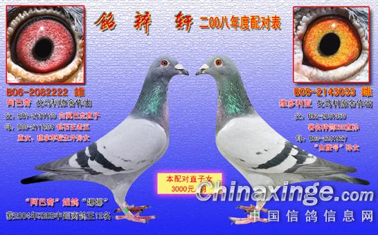 种鸽配对---眼沙对--中国信鸽信息网相册