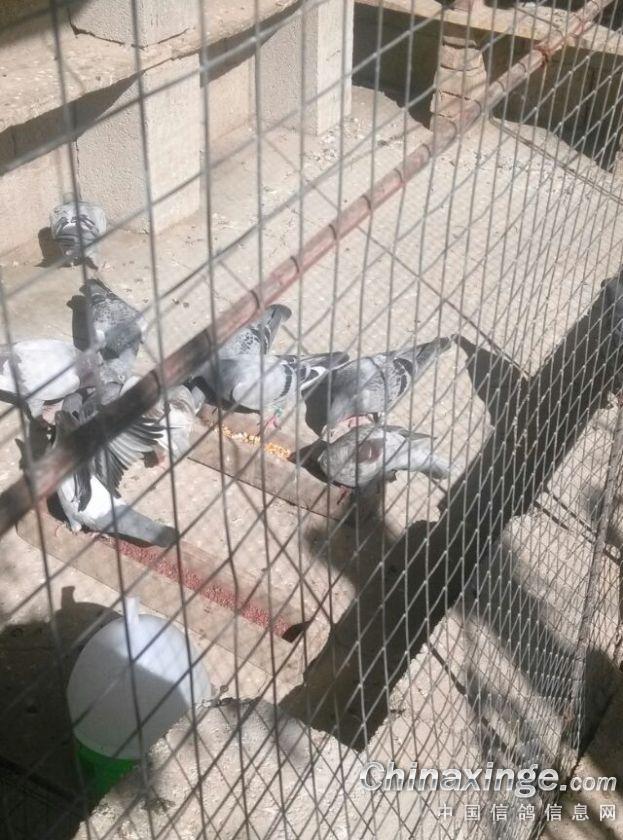 菜鸽子--中国信鸽信息网相册