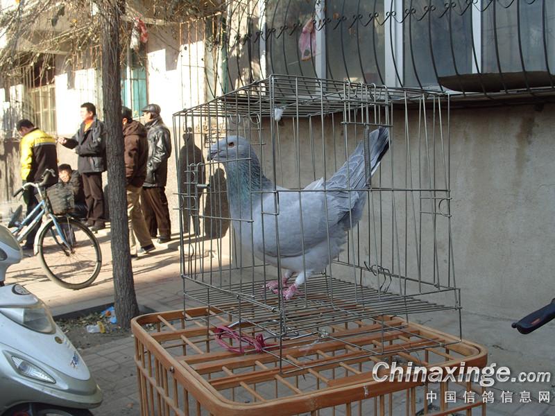 移动的沈阳万柳塘鸽市--中国信鸽信息网相册