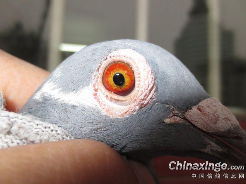 我的菜鸽子--中国信鸽信息网相册