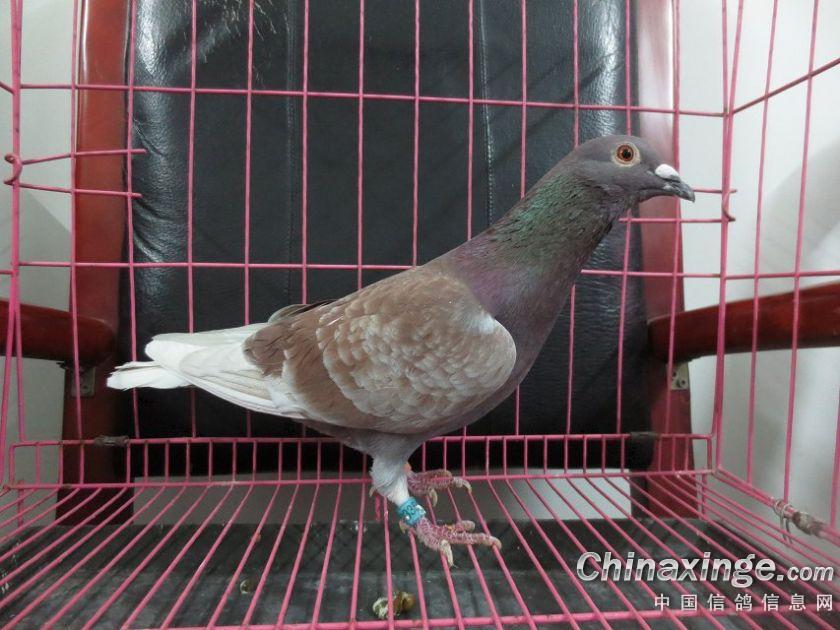 我的菜鸽子--中国信鸽信息网相册