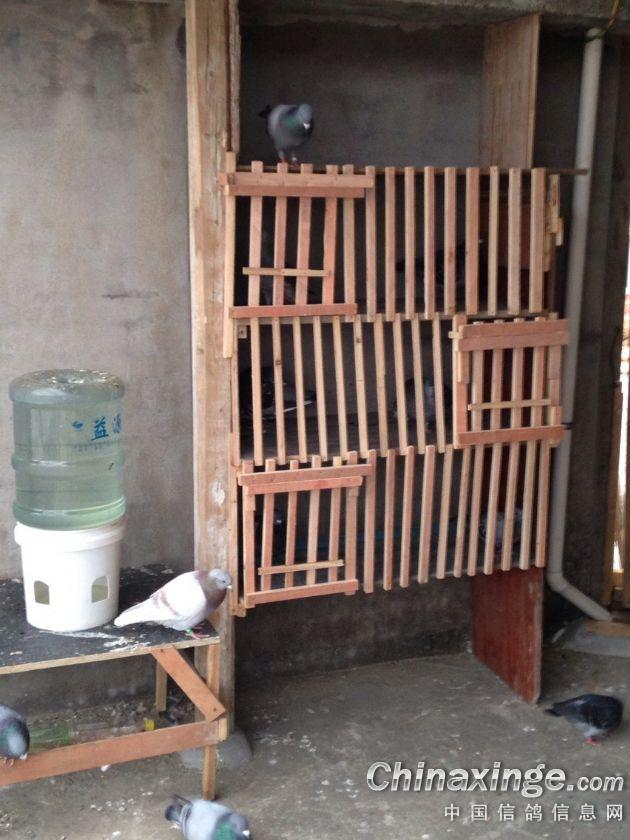 鸽舍--中国信鸽信息网相册