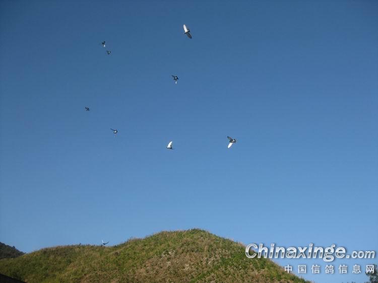 我的鸽子在山的那一边 --中国信鸽信息网相册