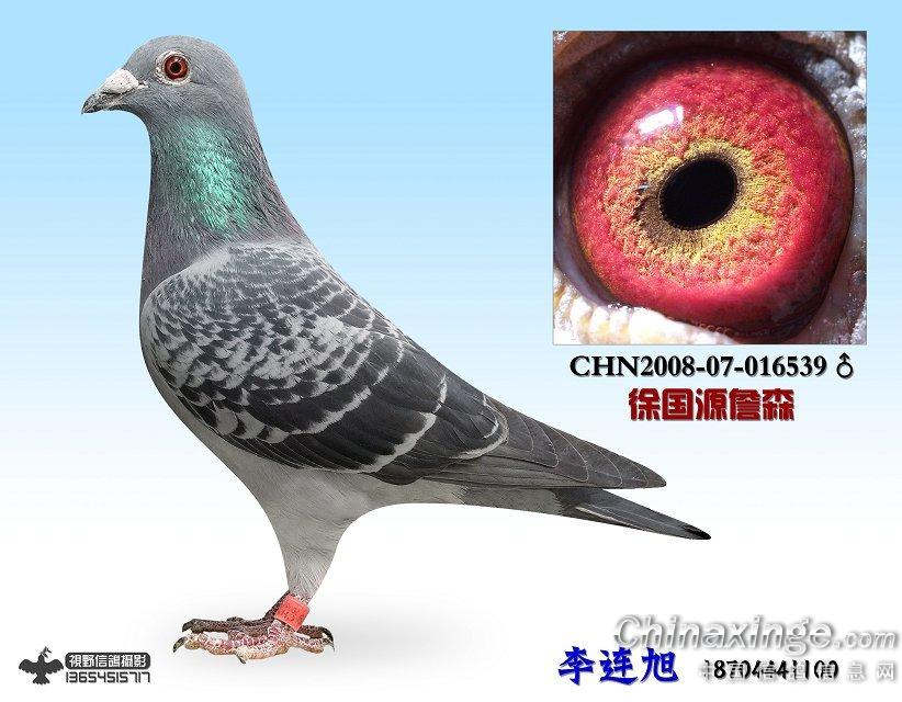 血统泰山号--中国信鸽信息网相册