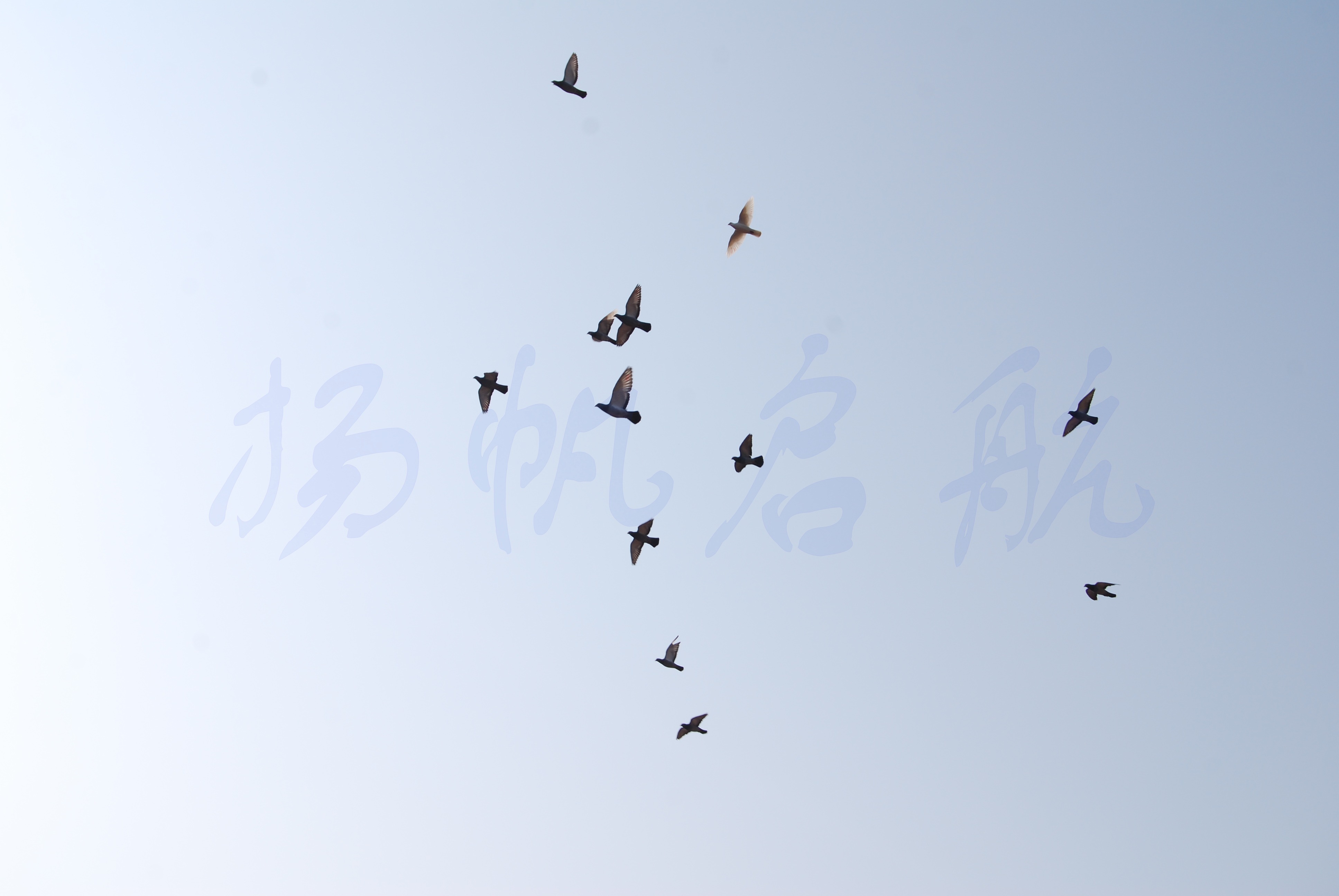 ´ڞg[DƬ