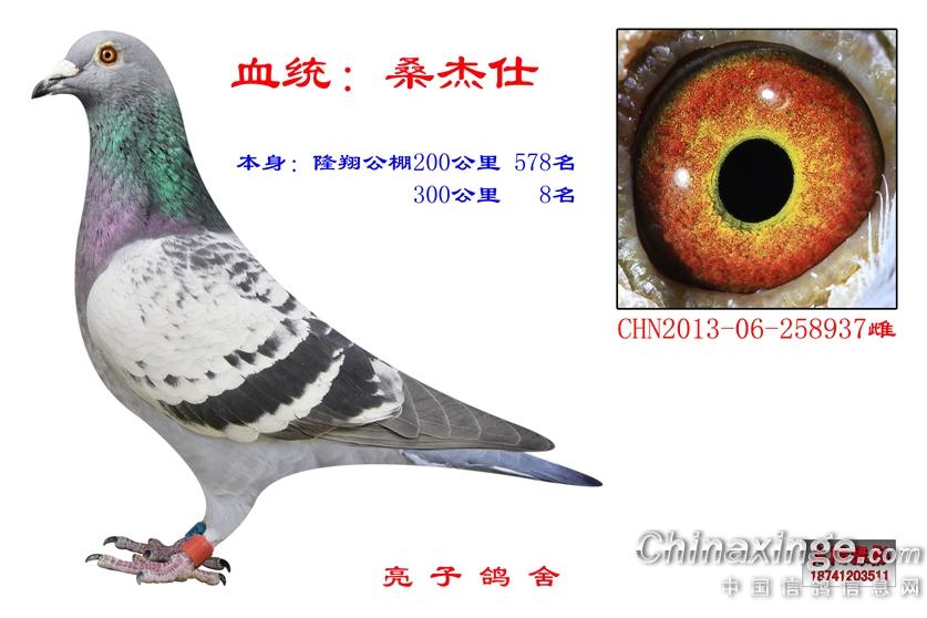 海城亮子鸽舍--中国信鸽信息网相册