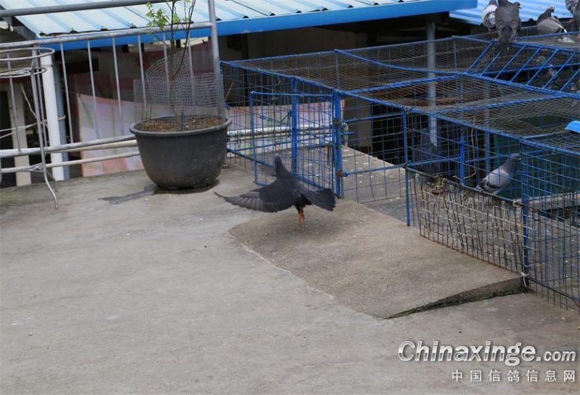 缘分、福建武平长城鸽舍的环境与家飞随拍--中