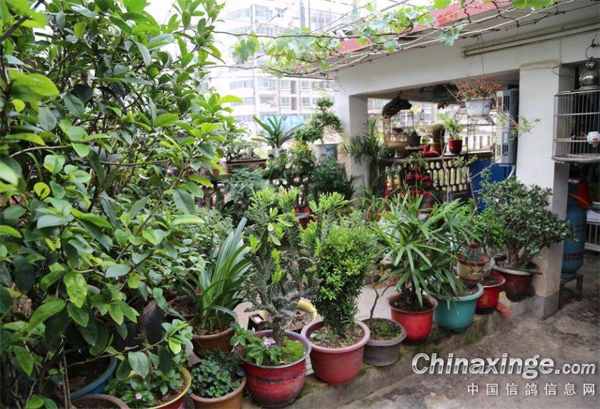 缘分、福建武平长城鸽舍的环境与家飞随拍--中