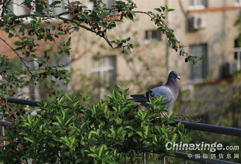 缘分、福建武平长城鸽舍的环境与家飞随拍--中