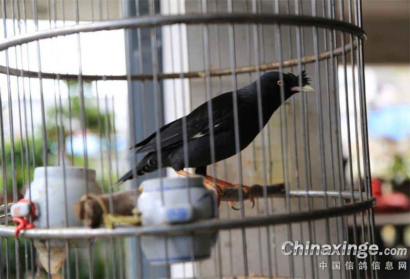 缘分、福建武平长城鸽舍的环境与家飞随拍--中