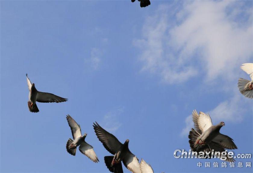 缘分、福建武平长城鸽舍的环境与家飞随拍--中