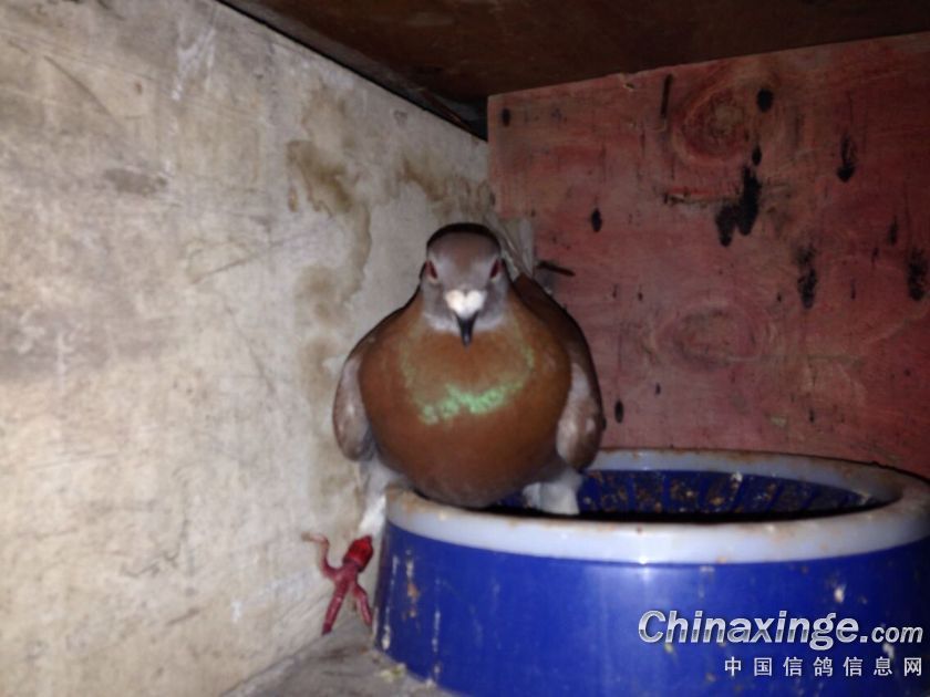 鸽子雌雄鉴别--中国信鸽信息网相册