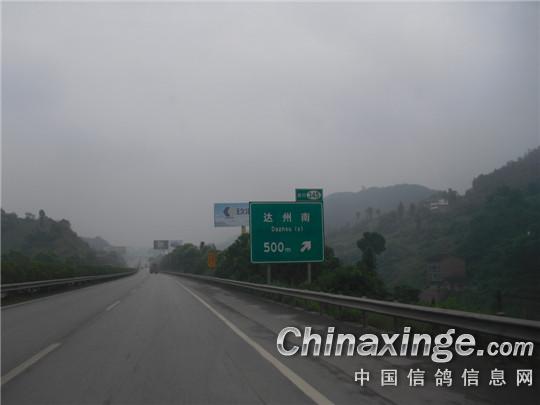 弄巧成拙 雾天达州鸽归达八成--中国信鸽信息网