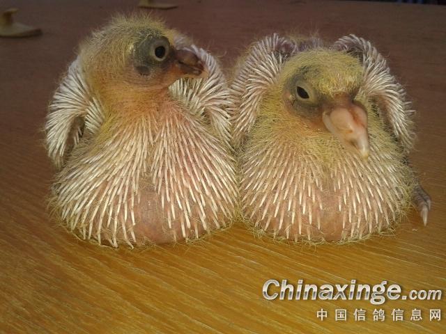 昨天去西仓当子。今天一羽出壳。--中国信鸽信