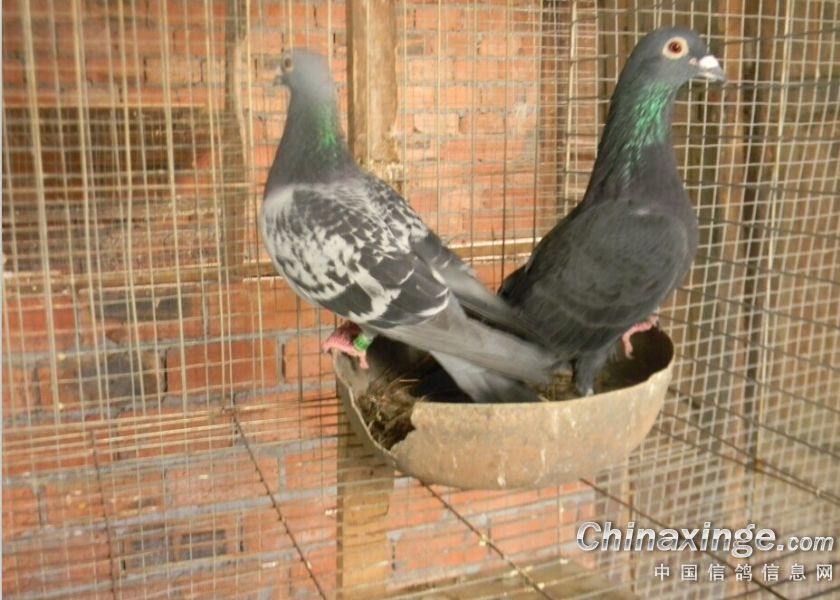 小弟养的几只鸽子--中国信鸽信息网相册