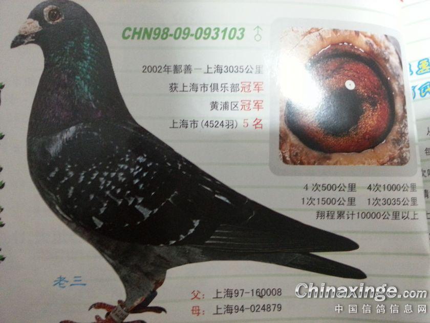 飞超远程3000公里的鸽子长啥样--中国信鸽信息网相册