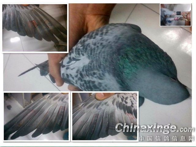 ´ڞg[DƬ