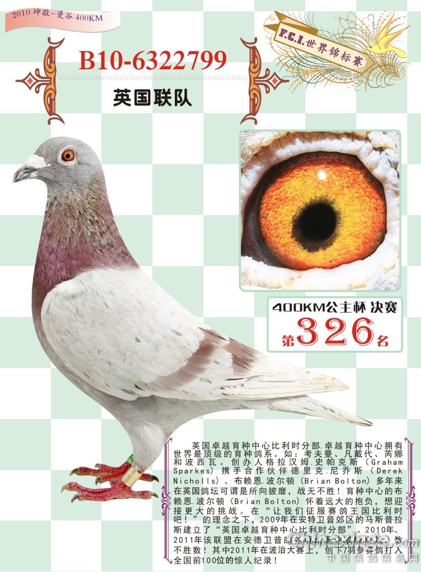 2015云南博奥信鸽文化年活动首场展售鸽--中国