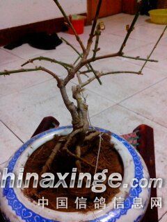 ´ڞg[DƬ