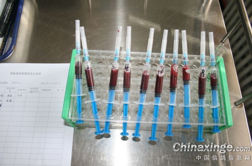 预苗抗体检测--中国信鸽信息网相册
