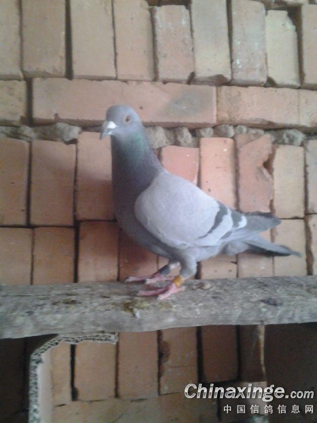 20151101206237.jpg