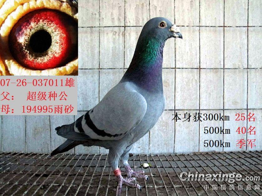 ´ڞg[DƬ