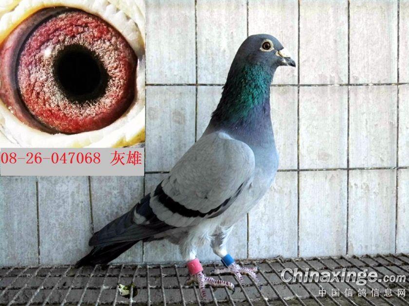 ´ڞg[DƬ
