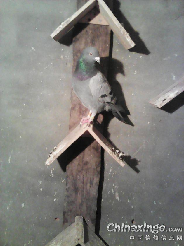 ´ڞg[DƬ