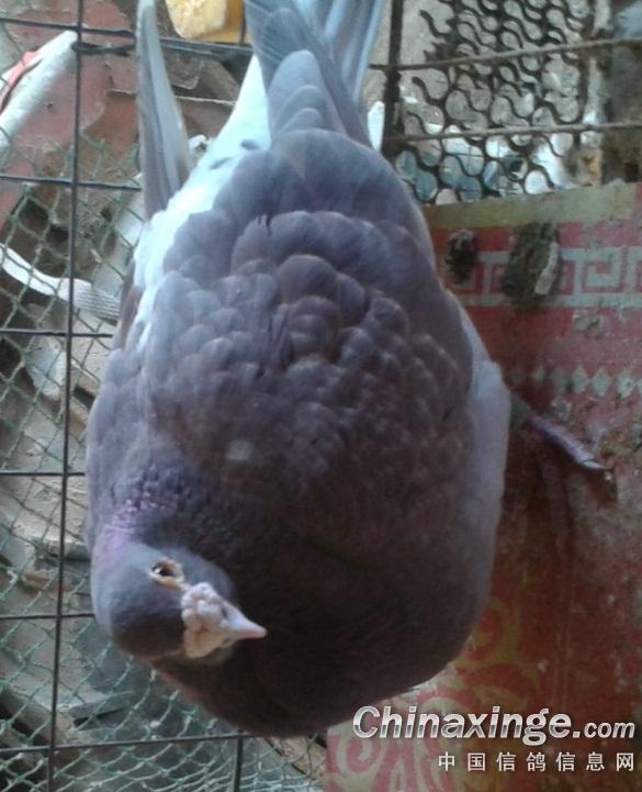 我的世界狂暴老杨玩生活大冒险的背景音乐