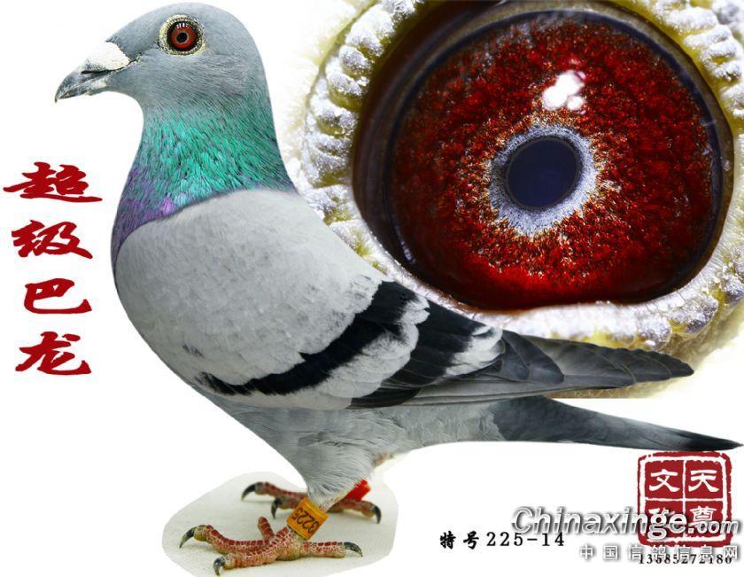 爱鸽--中国信鸽信息网相册