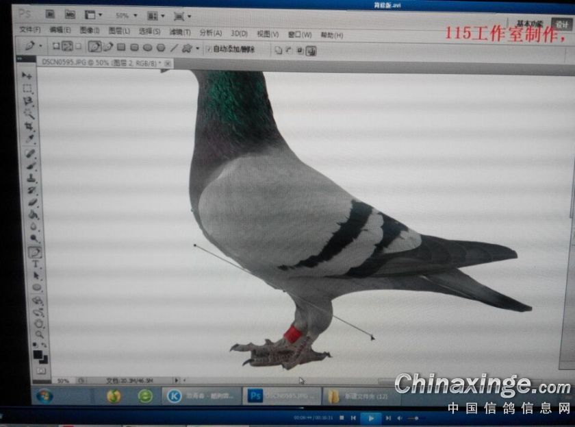 信鸽图片制作教程--中国信鸽信息网相册