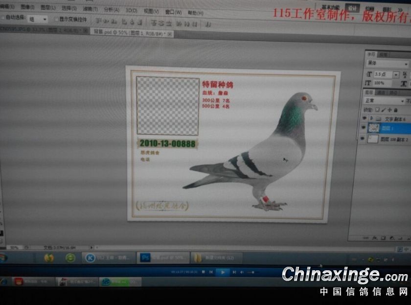 信鸽图片制作教程--中国信鸽信息网相册