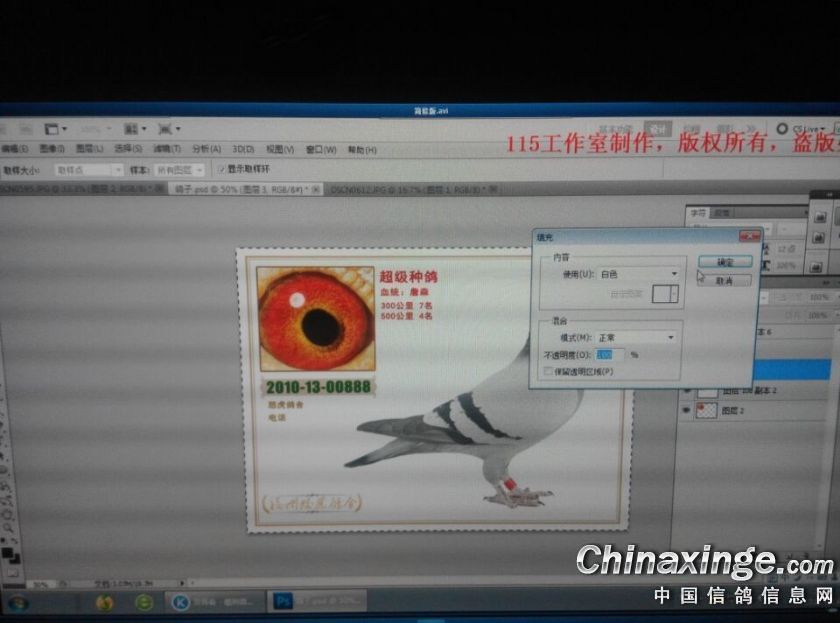 信鸽图片制作教程--中国信鸽信息网相册