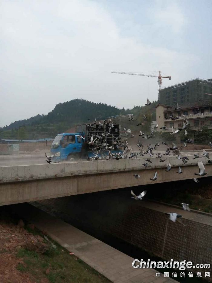 重庆渝中区鸽协加训西充放飞现场图片--中国信