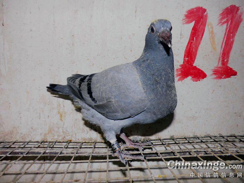 ´ڞg[DƬ