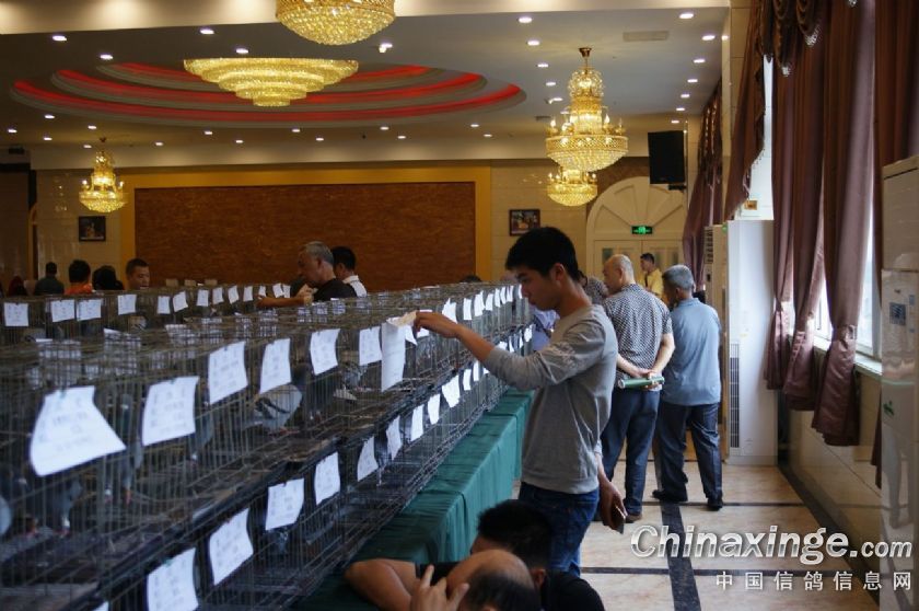 重庆宏艺翔国际赛鸽公棚第二届优胜鸽拍卖实况