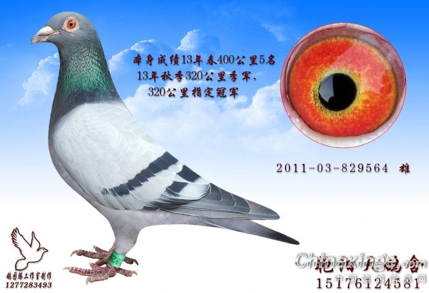 制作信鸽图片--中国信鸽信息网相册