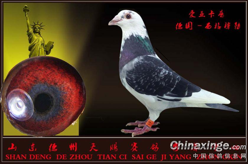 风飞扬手机信鸽摄影--中国信鸽信息网相册