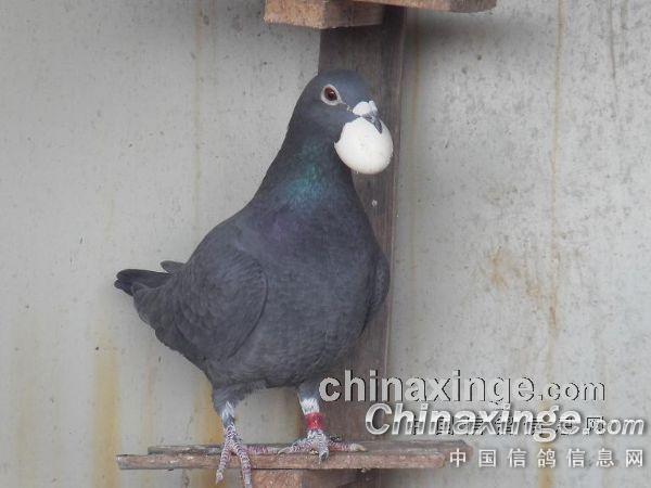 出壳了!出壳了!--中国信鸽信息网相册