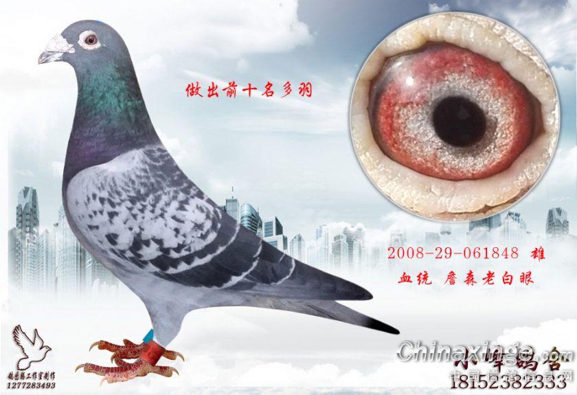 手机拍照制作信鸽图片--中国信鸽信息网相册