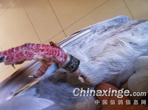山西朔州晋翔公鹏司放人员掰断信鸽腿图片