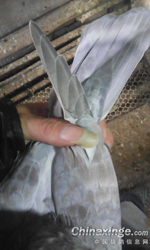 ´ڞg[DƬ