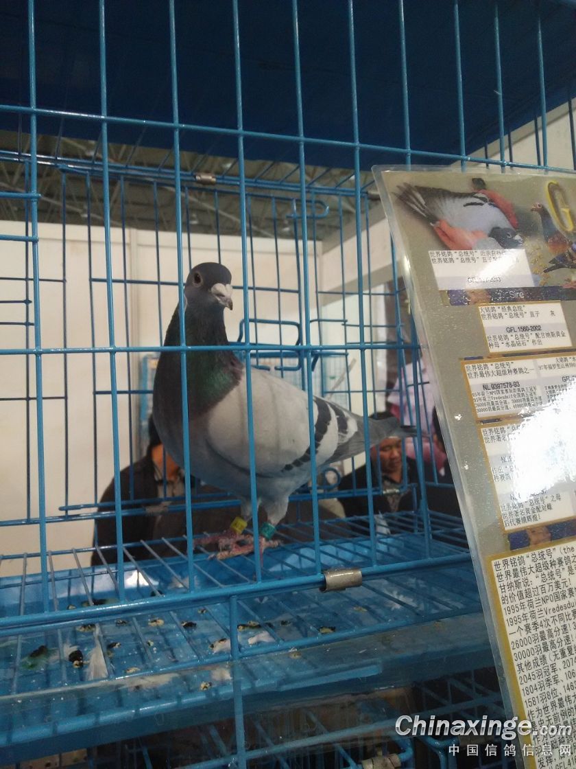 ´ڞg[DƬ