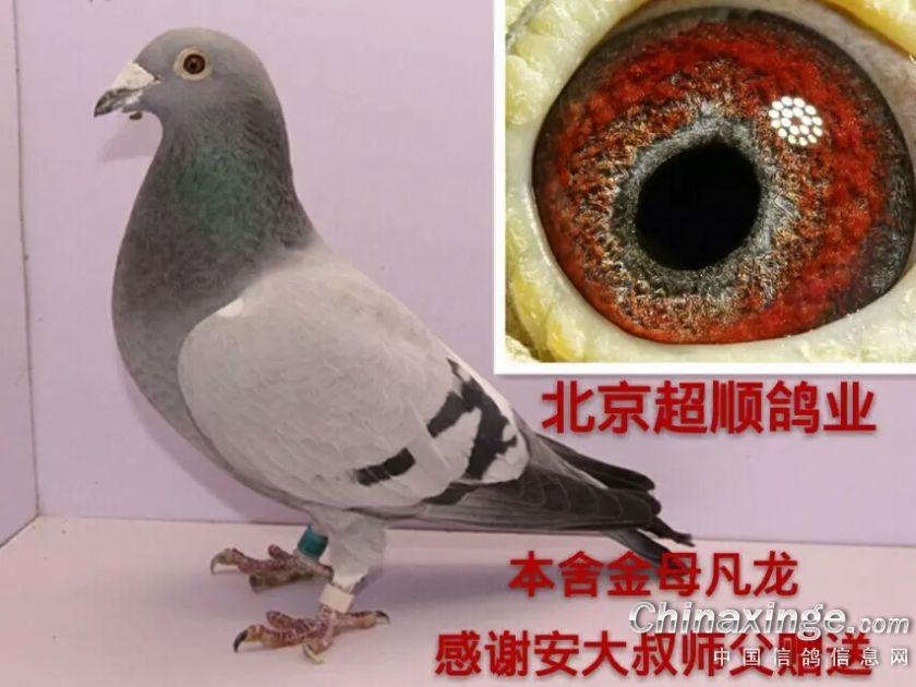90后自己的种鸽--中国信鸽信息网相册