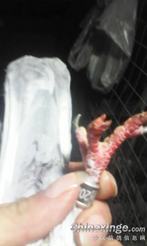 ´ڞg[DƬ