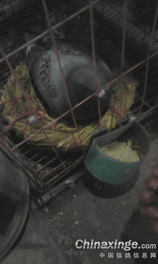 ´ڞg[DƬ