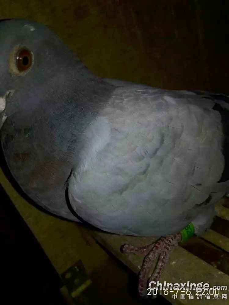 ´ڞg[DƬ