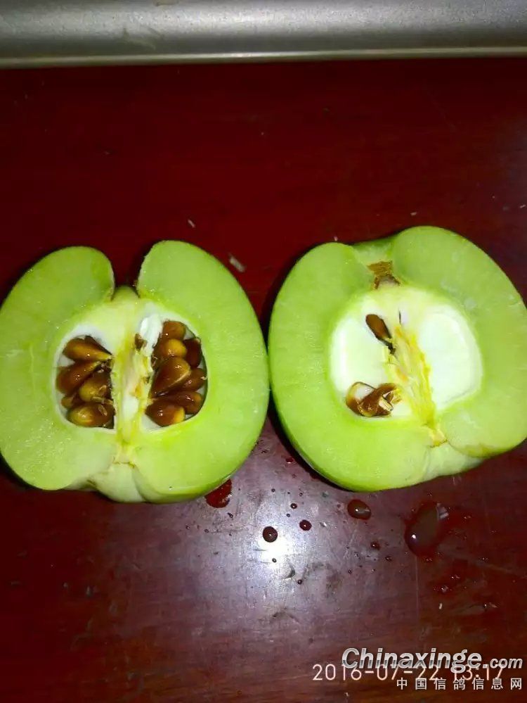 ´ڞg[DƬ