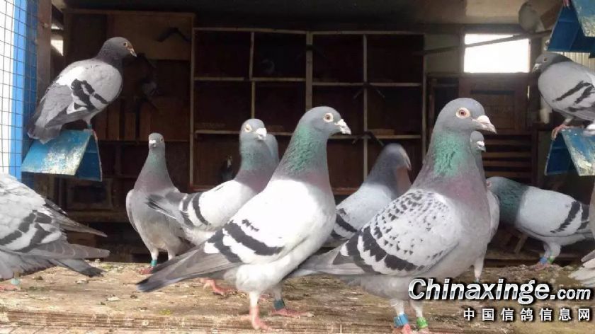 昆明-赛冠鸽舍--中国信鸽信息网相册