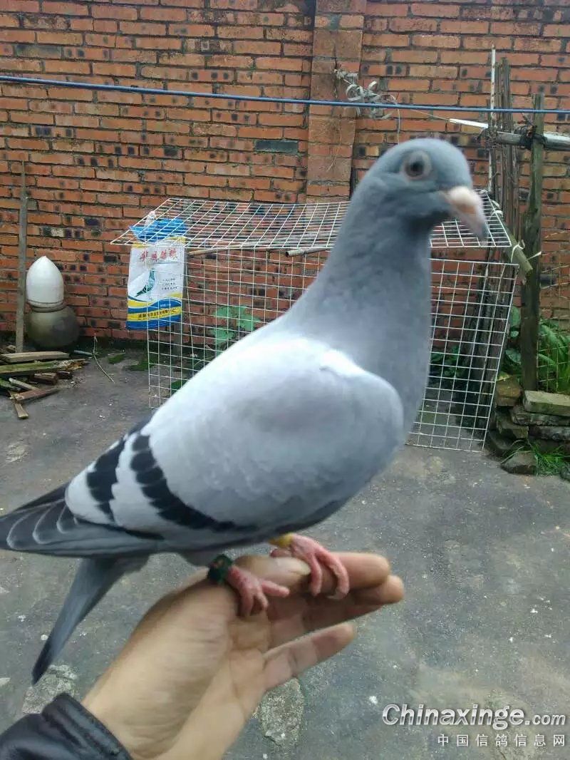 ´ڞg[DƬ
